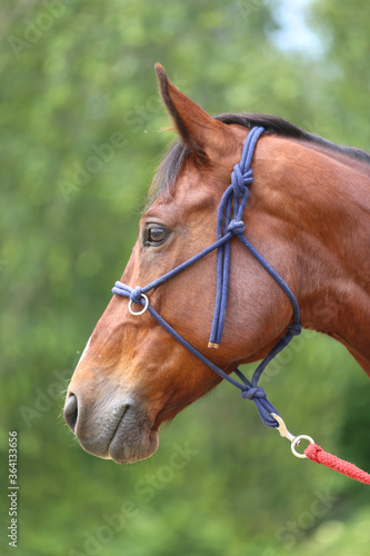 Head of a purebred young horse on natural background at rural animal farm