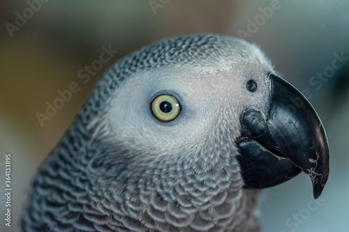 Close up of African Gray Parrot with brown background