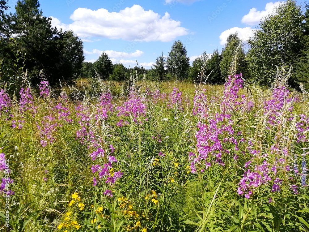 Naklejka premium field of flowers