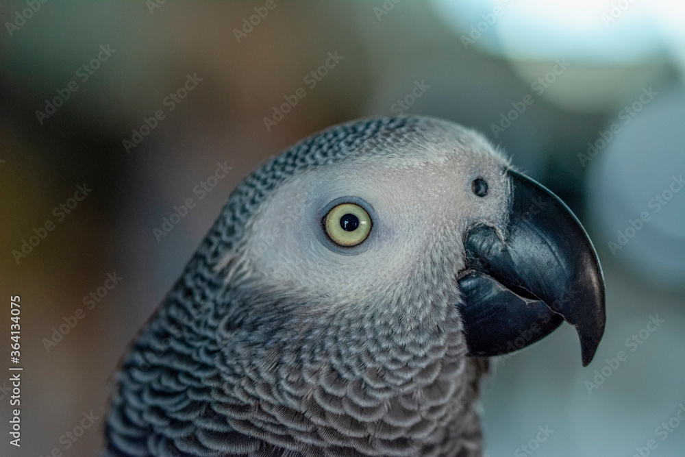 Obraz premium Close up of African Gray Parrot with brown background