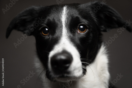 isolated black and white border collie close up head portrait looking at the camera on a dark background in the studio