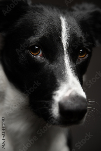 isolated black and white border collie close up head portrait looking at the camera on a dark background in the studio