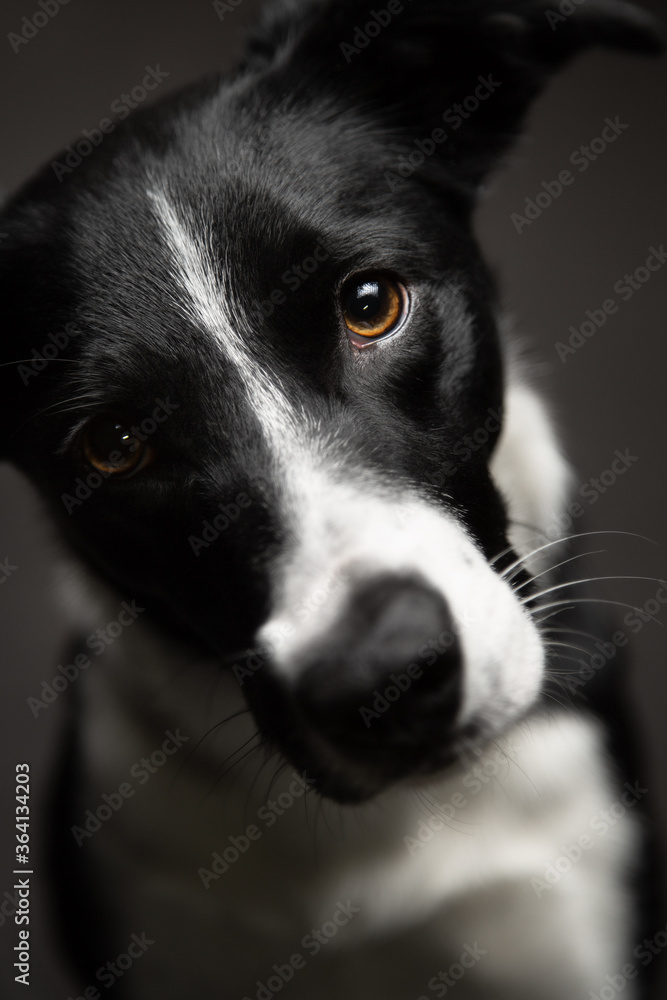 isolated black and white border collie close up head portrait looking at the camera head tilting on a dark background in the studio