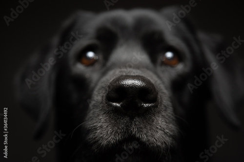 isolated older black labrador retriever dog close up head portrait looking at the camera on a dark background in the studio with focus on the nose