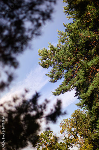 The green trees top in forest blue sky