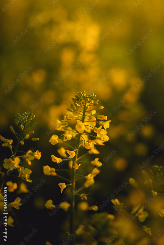 yellow canola rapeseed flowers close up at sunrise in spring