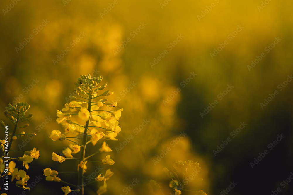 yellow canola rapeseed flowers close up at sunrise in spring yellow canola rapeseed flowers close up at sunrise in spring