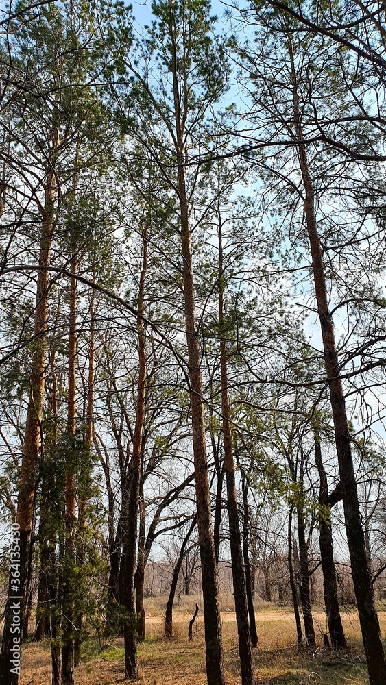 Fototapeta premium forest in autumn