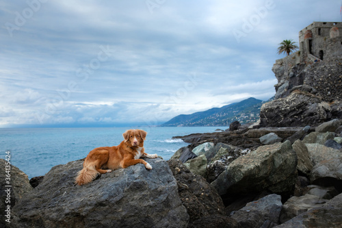 dog on the sea. Nova Scotia Duck Tolling Retriever on a stone and looks at the water.