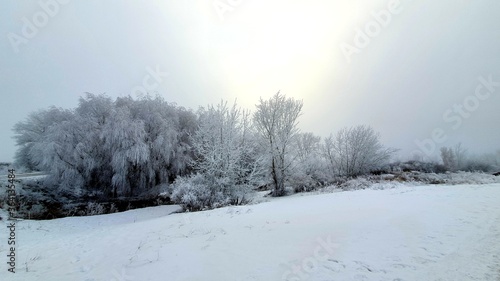 snow covered trees © Dauren