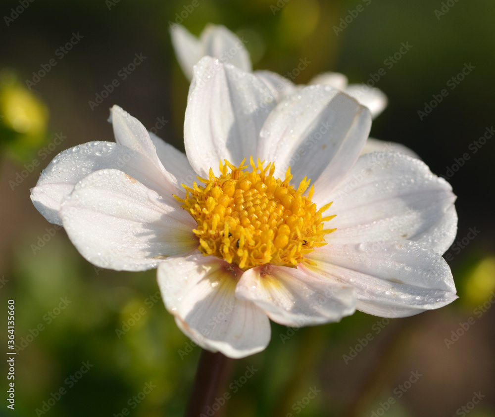 Dahlia Dahlia