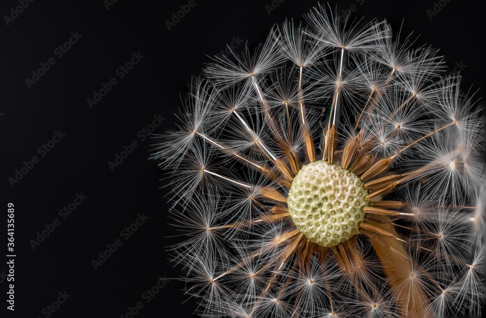 Fototapeta premium Dandelion Clock