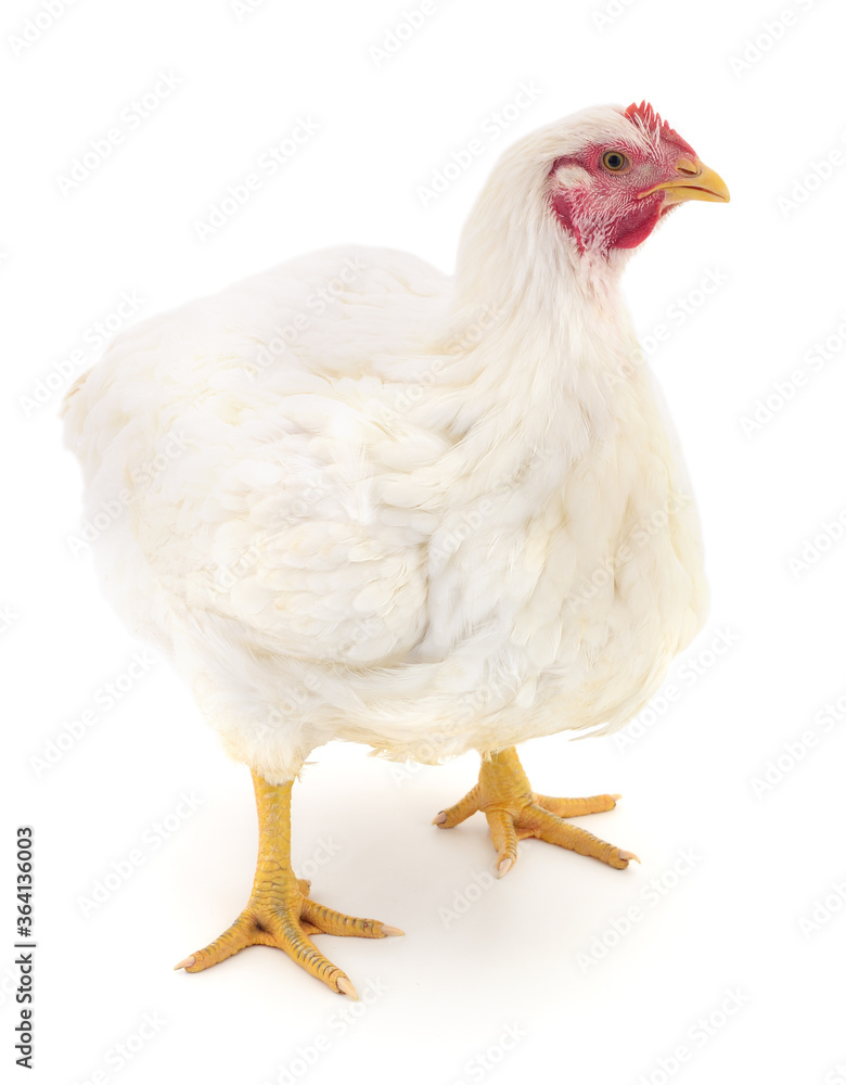 white hen isolated.