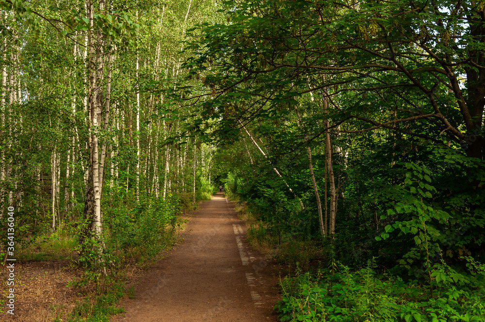 Obraz premium Waldspaziergang