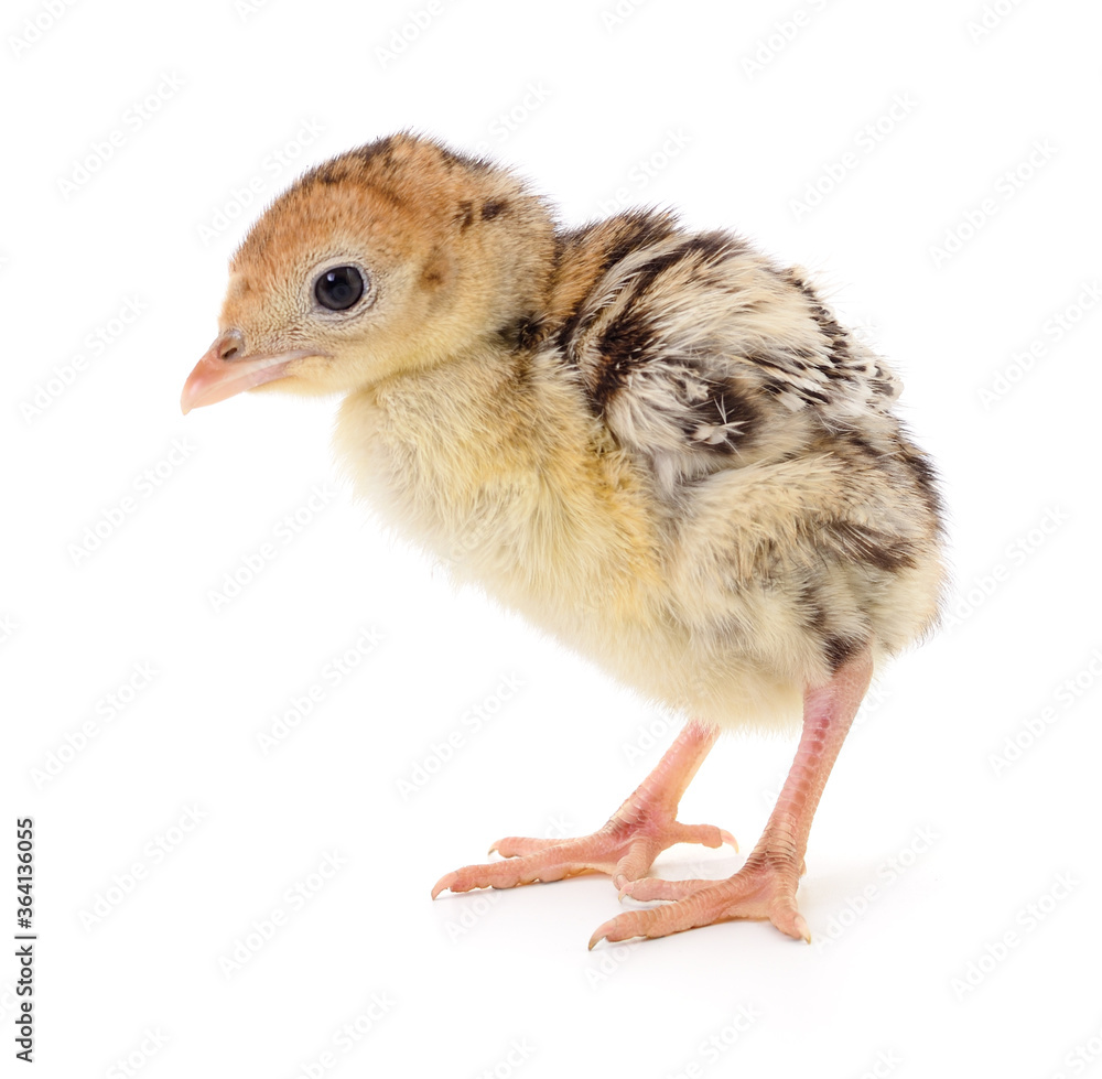 Obraz premium Chicken turkey isolated.