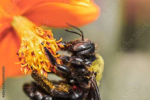 Bumble bee