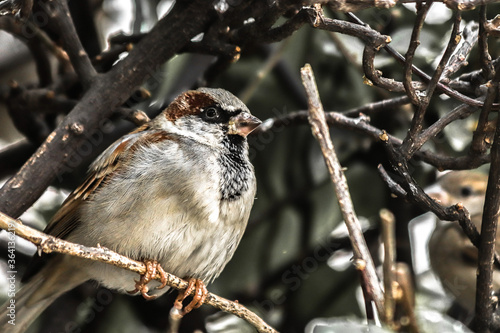 Fat Sparrow