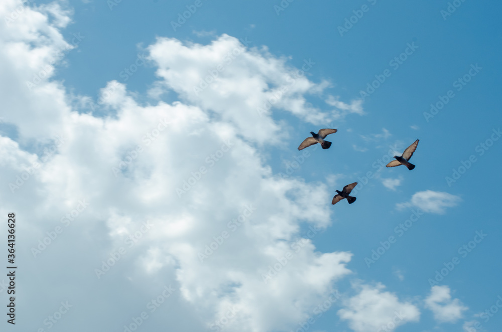 Flying pigeons silhouettes Flying pigeons silhouettes