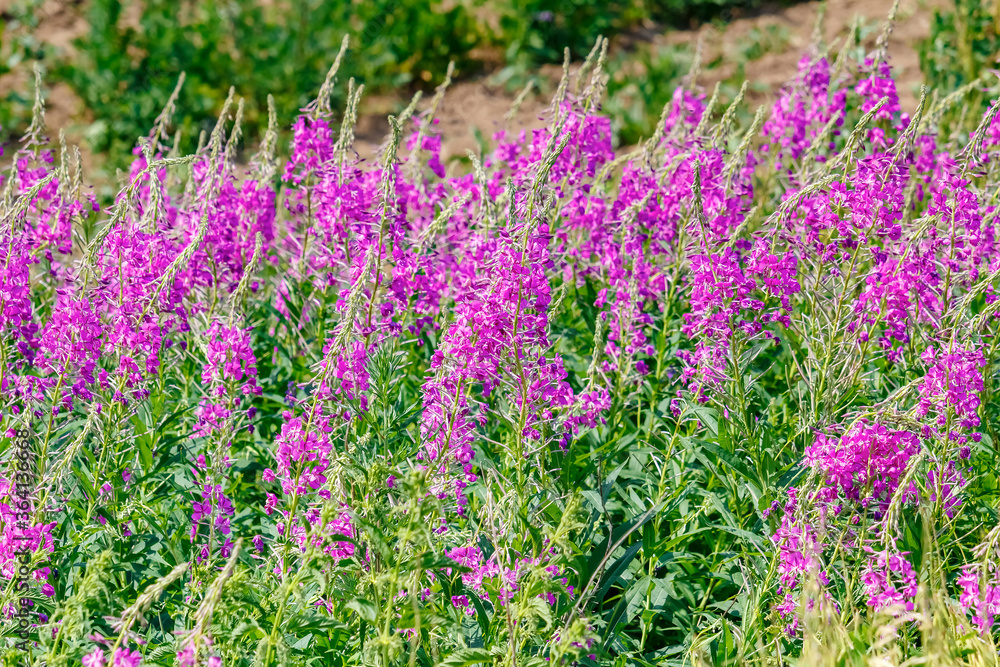 Obraz premium Stems of blooming rosebay willow-herb close-up in sunny summer day