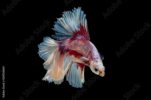 The moving moment beautiful of red and white siamese betta fish or fancy betta splendens fighting fish in thailand on isolated black background. Thailand called Pla-kad or half moon biting fish.