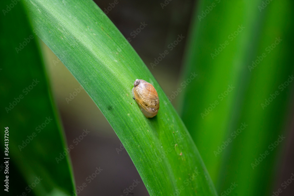 bug on a leaf bug on a leaf
