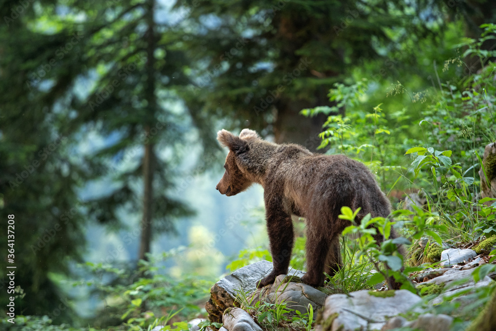 Obraz premium Brown bears in the forest. European bear moving in nature. Brown bear from Slovenia. Wildlife walking in nature. Bear in wildlife. Small bears in the forest. Spring in nature. 