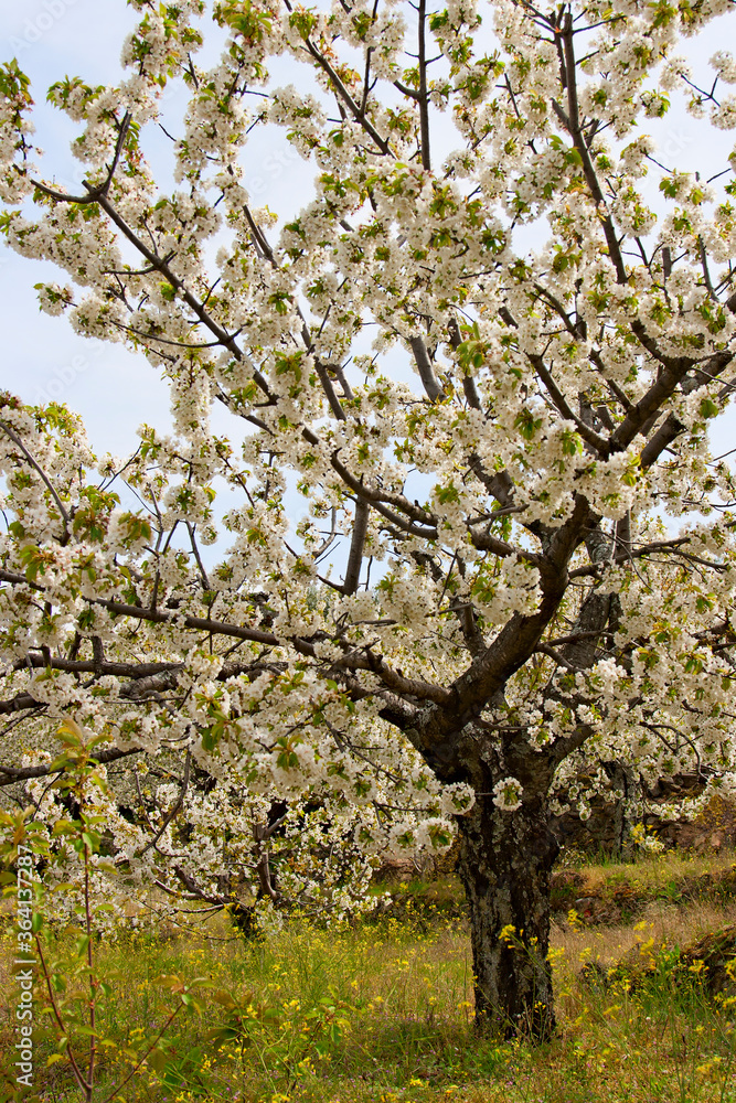 Flowering cherry in Valley of Jerte. Caceres. Spain. Flowering cherry in Valley of Jerte. Caceres. Spain.