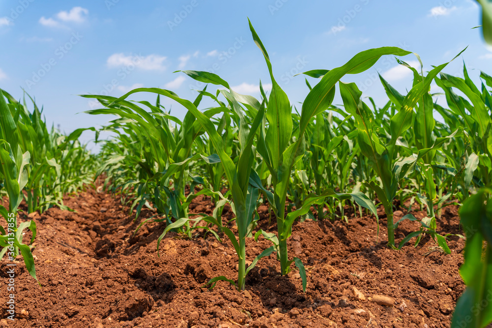 Young green corn plants on farmland - extreme low angle shot - worm's-eye view Young green corn plants on farmland - extreme low angle shot - worm's-eye view
