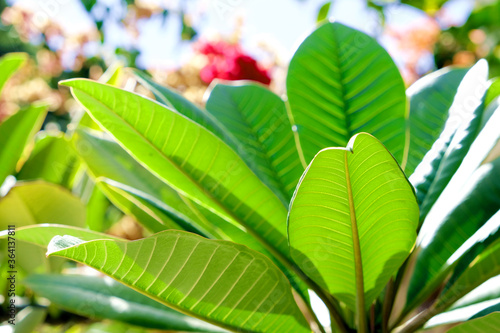 Fresh green leaves of plumeria (frangipani), side view against light with brightly lit garden plants in background. photo