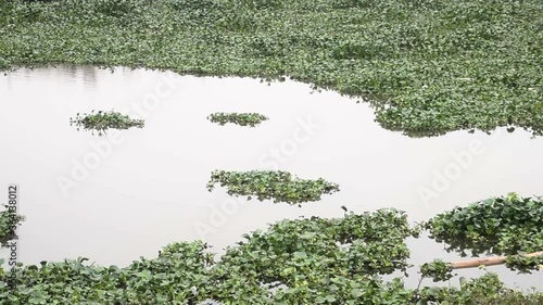 The growth of Water hyacinth (Eichhornia) leads to carpeting of the reservoir and hinders navigation on rivers, channels and lakes. The water is purified from the other side
 photo