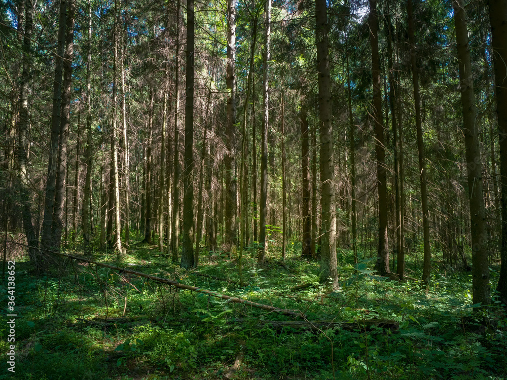 Fototapeta Deep forest with pine trees in summertime. Wild flora and nature of Northern Europe