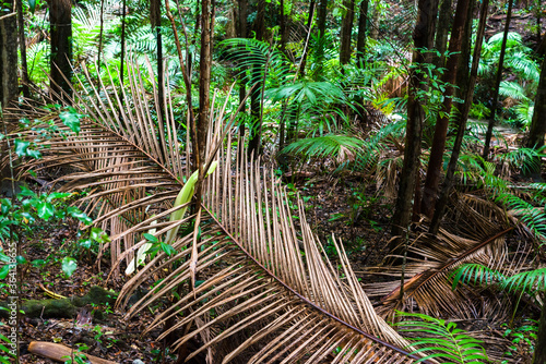 temperate rainforest photo