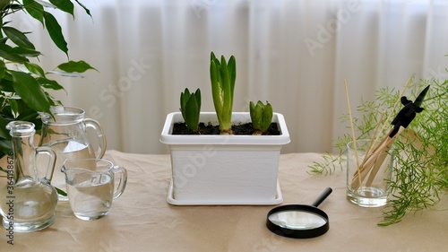 Growing hyacinth flowers in the pot on the table. Watering and running items.