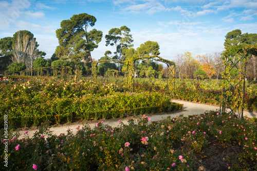 Photos Rosaleda (rose-garden) in Retrio park. Madrid. Spain.