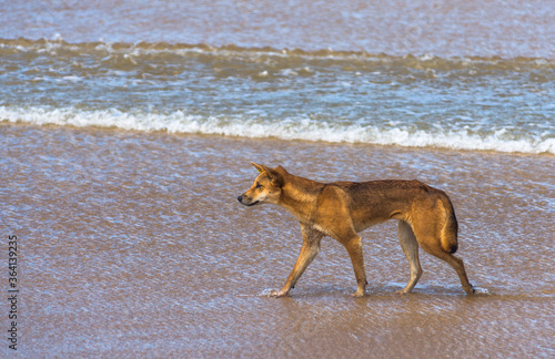 Dingo on 75 mile beach on Fraser Island, Queensland, Australia. 