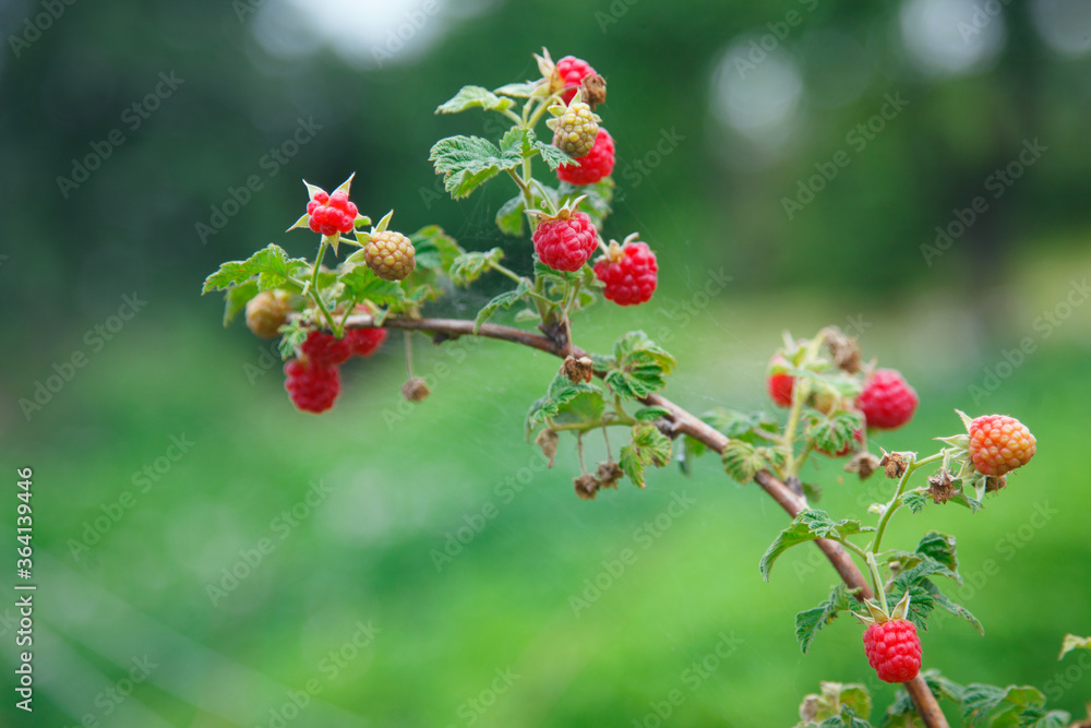 Obraz premium raspberries on a branch in a village garden