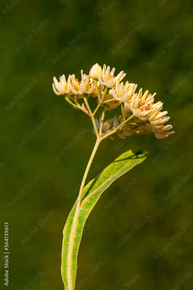 plant, leaf pattern and colorful flower plant, leaf pattern and colorful flower