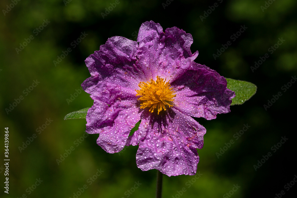 plant, leaf pattern and colorful flower plant, leaf pattern and colorful flower
