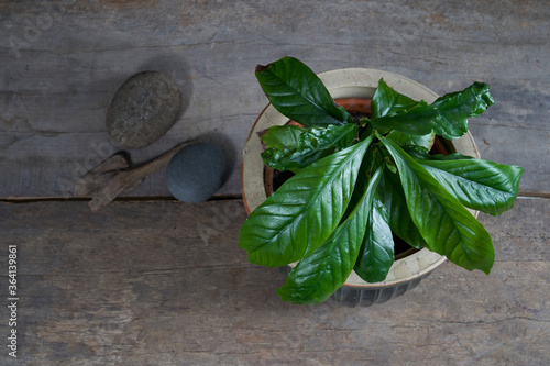 Ayahuasca ingredient, chacruna (Psychotria viridis) plant in a pot on a wooden table against a black background