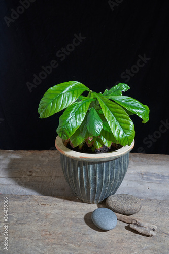 Ayahuasca ingredient, chacruna (Psychotria viridis) plant in a pot on a wooden table against a black background photo