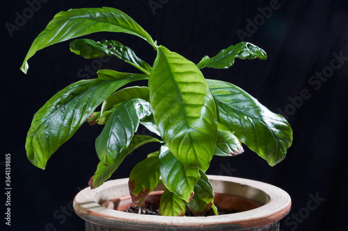 Ayahuasca ingredient, chacruna (Psychotria viridis) plant in a pot on a wooden table against a black background