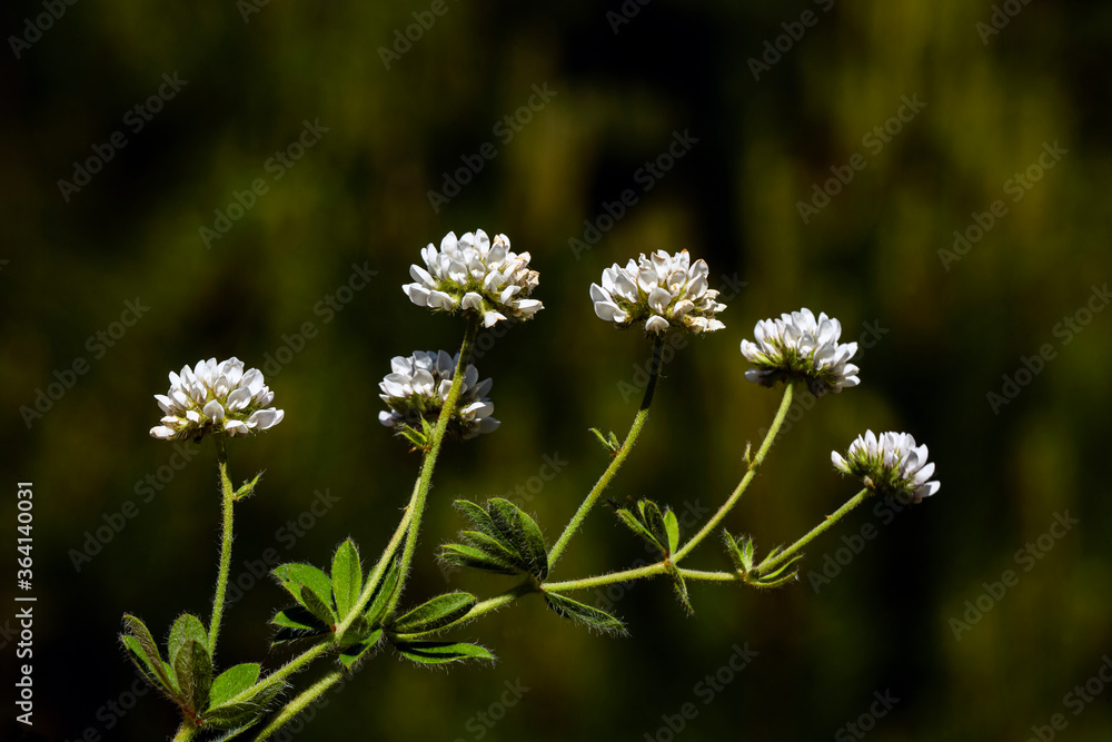 plant, leaf pattern and colorful flower plant, leaf pattern and colorful flower