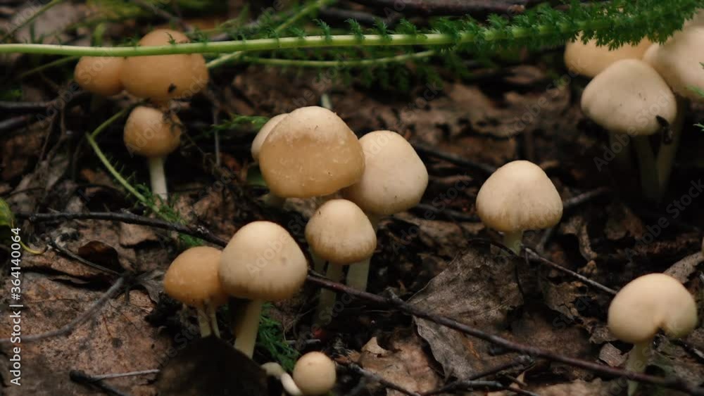 a pile of mushrooms deep in the forest a pile of mushrooms deep in the forest