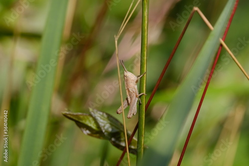 grasshopper on a green meadow macro shot