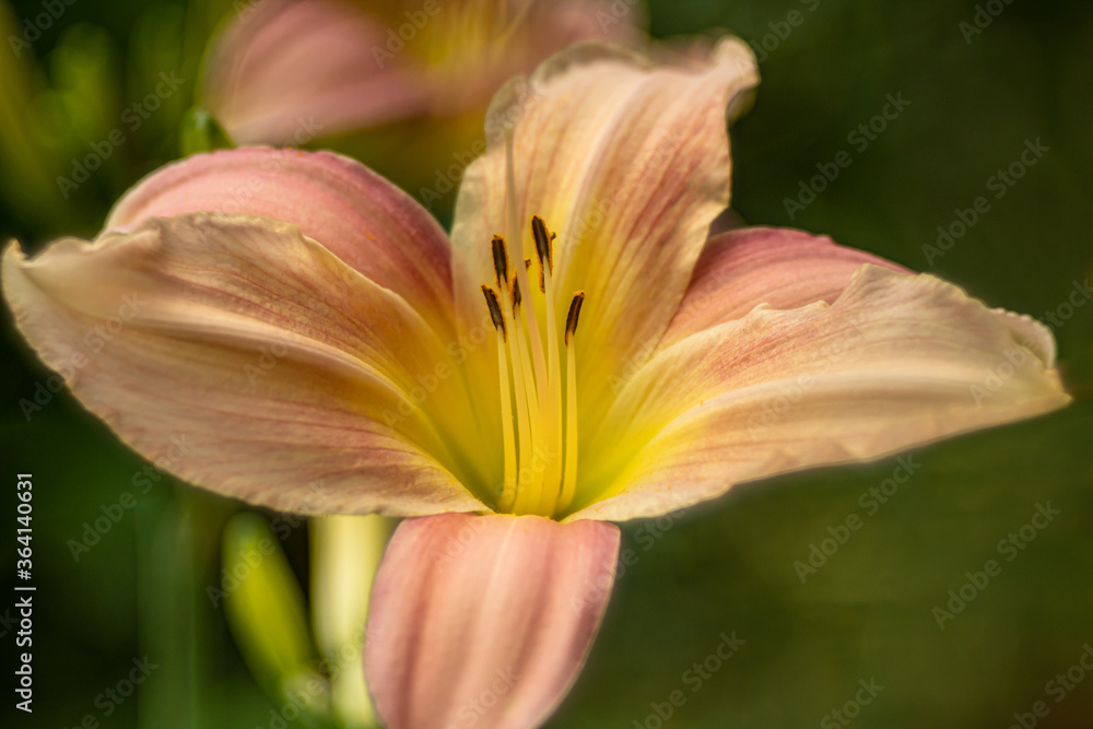 Fototapeta premium Taglilie