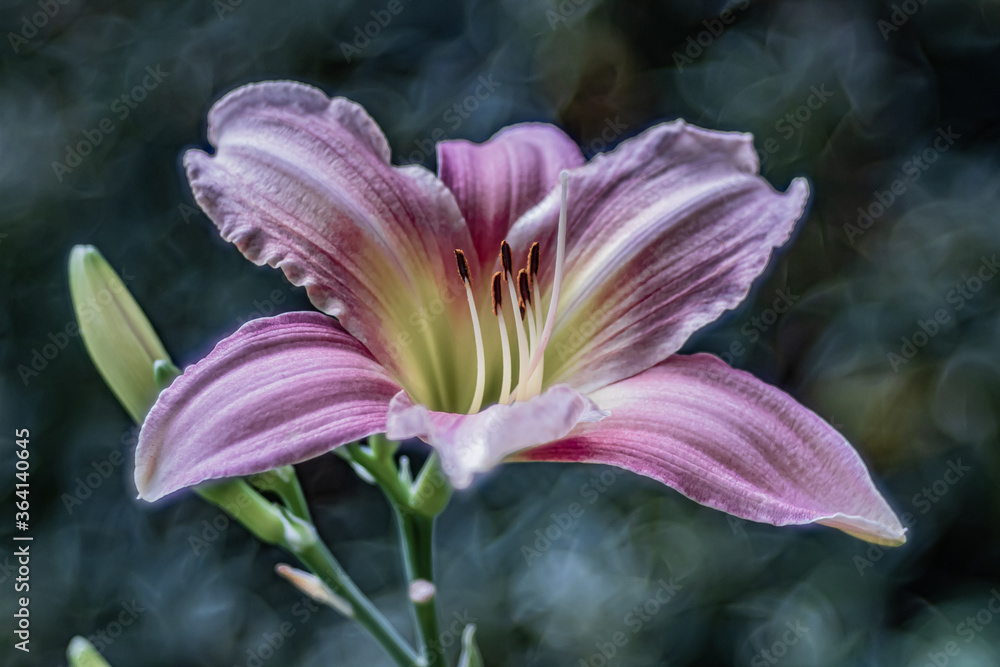 Fototapeta premium Taglilie