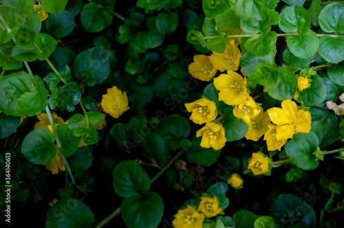 Fotografie creeping jenny plant flowers blooming