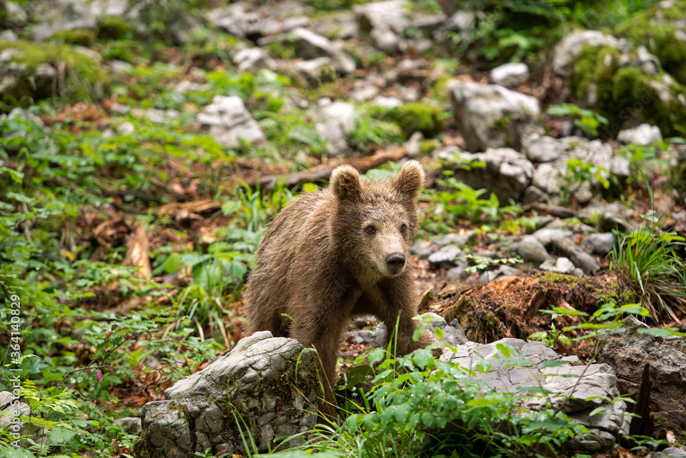 Brown bears in the forest. European bear moving in nature. Brown bear from Slovenia. Wildlife walking in nature. Bear in wildlife. Small bears in the forest. Spring in nature. Brown bears in the forest. European bear moving in nature. Brown bear from Slovenia. Wildlife walking in nature. Bear in wildlife. Small bears in the forest. Spring in nature.
