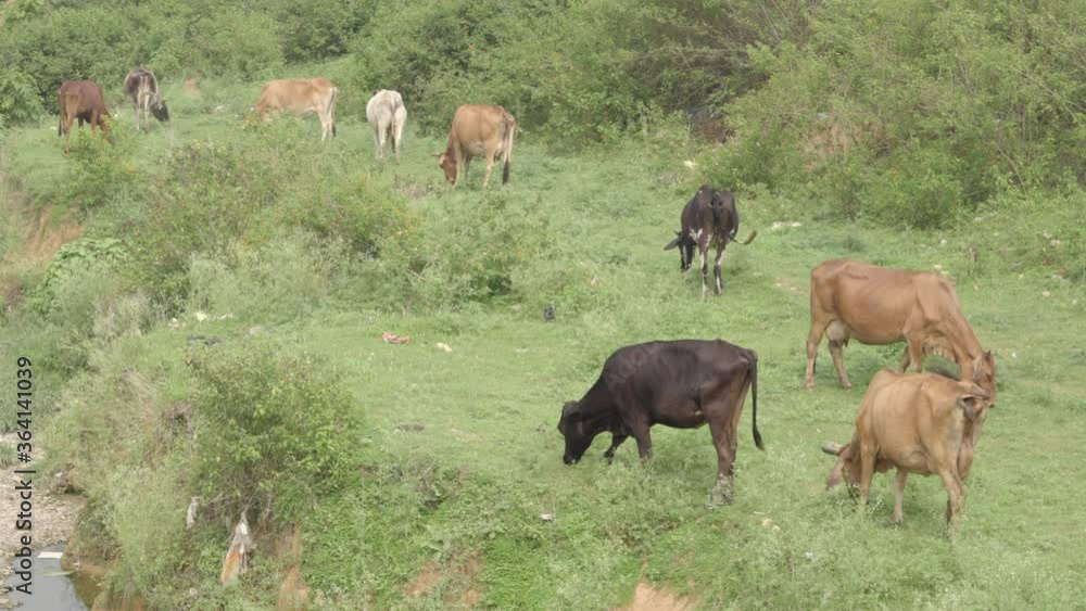 Buffaloes/ cattle grazer, cattle talking bath & grazing in a small canal in India. Buffaloes/ cattle grazer, cattle talking bath & grazing in a small canal in India.