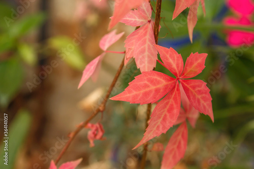 Victoria creeper red leaves